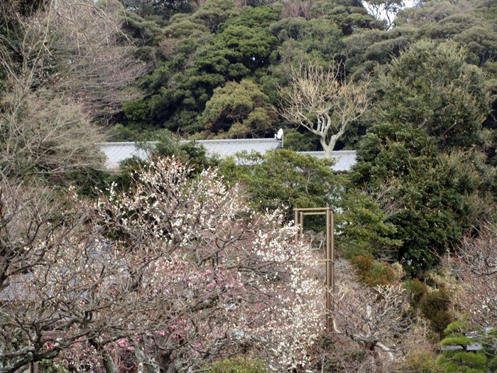 【鎌倉・長谷寺】蝋梅の香りを求めて③_b0009849_170508.jpg