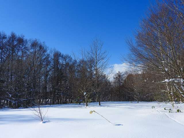 野幌森林公園 大沢口 ヒメニラの小部屋