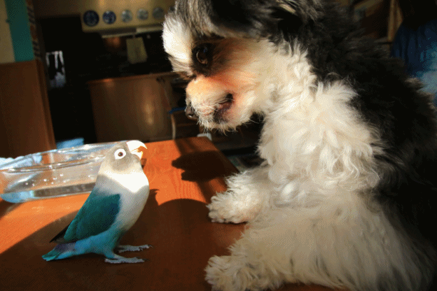 c0145250_09351172.gif