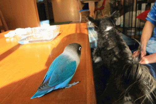 c0145250_09352810.gif