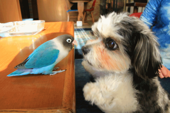 c0145250_09354592.gif