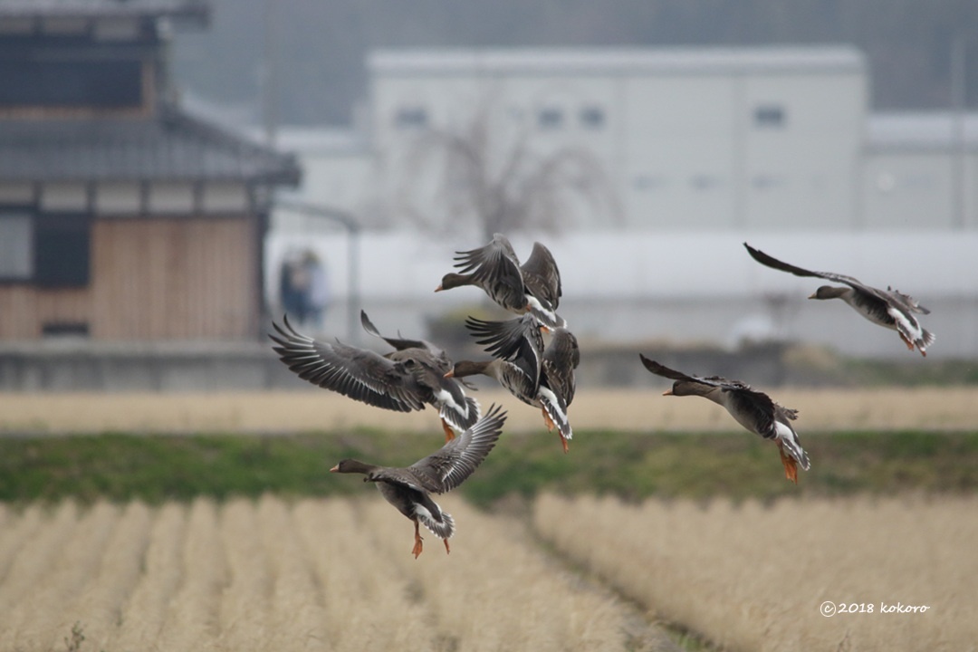 bird＊151  マガン&ヒシクイ_e0365050_12150189.jpg