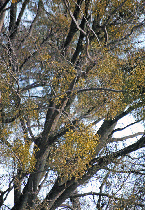 1月30日 大室公園 ヤドリギだらけ_a0001354_23164705.gif