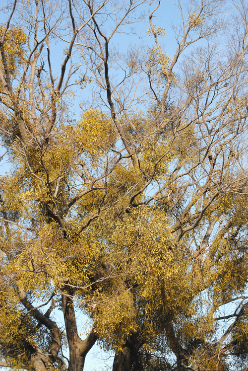 1月30日 大室公園 ヤドリギだらけ_a0001354_23172088.gif