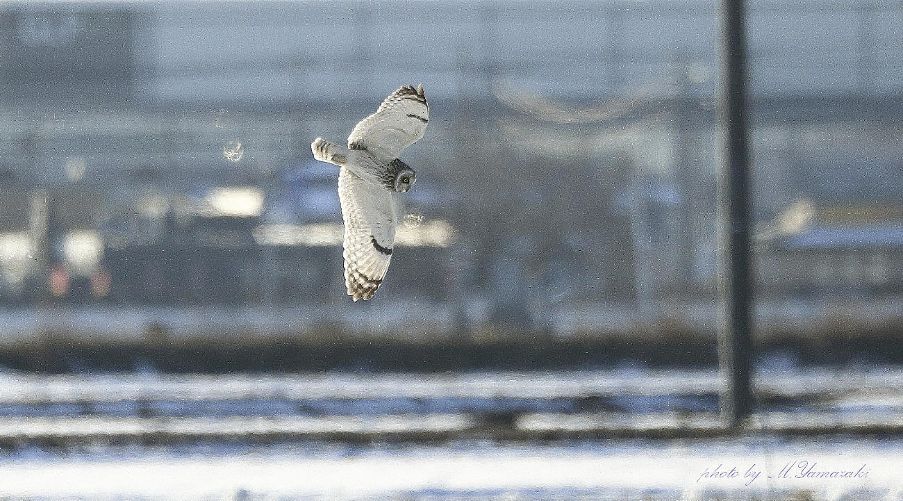 雪原のコミミズク_c0217255_05570104.jpg