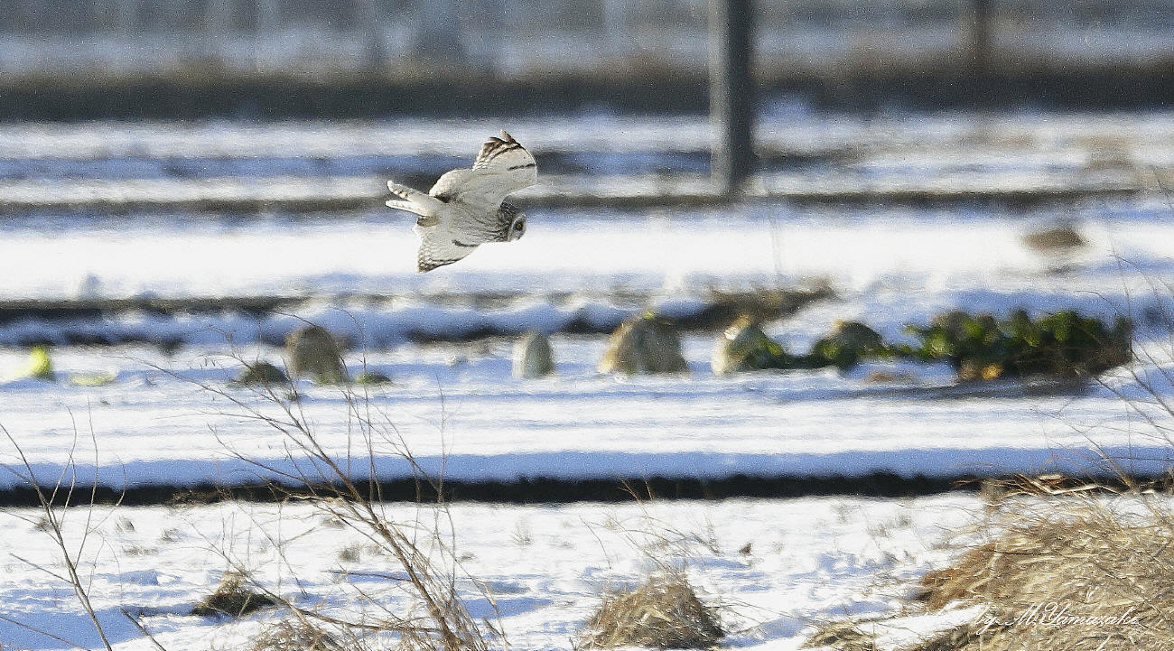 雪原のコミミズク_c0217255_05571561.jpg