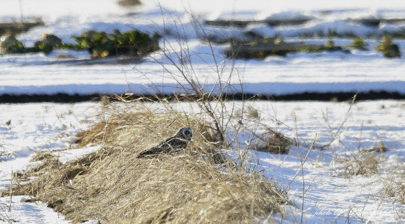 雪原のコミミズク_c0217255_05581597.jpg