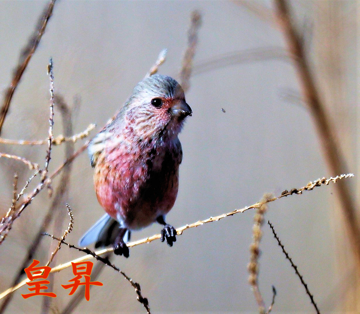 皆がオオタカを撮ってるので、鳴き声で俺もここにいるよと教えたら、お前先頭に撮りに来てくれた　嬉しかったぜ、色が薄いと思うけれど　ありがとう。_d0370867_07570052.jpg