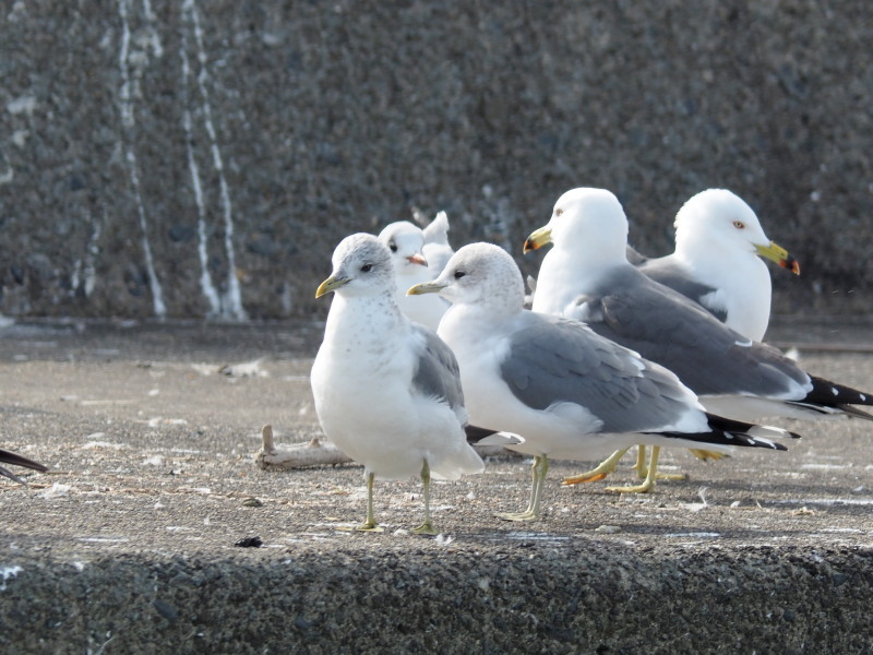 漁港のカモメ_f0372177_21590383.jpg