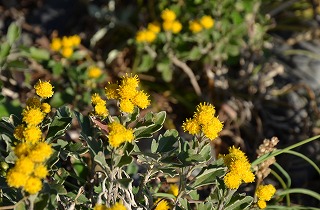 c0229483_825173.jpg