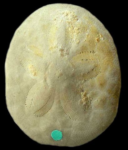 海*檎様 Fellaster zelandiae ウニの殻　カシパン 海*檎様 Fellaster zelandiae ウニの殻 カシパン 海*檎様 Fellaster