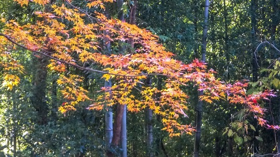 e0176993_07383643.jpg