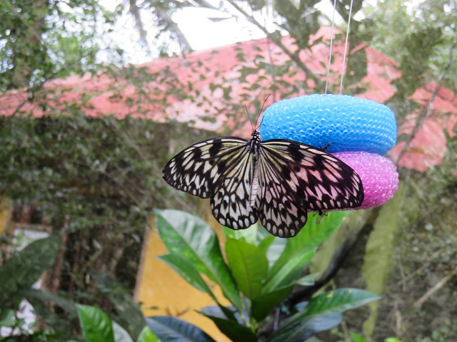 f0346196_20095519.jpg