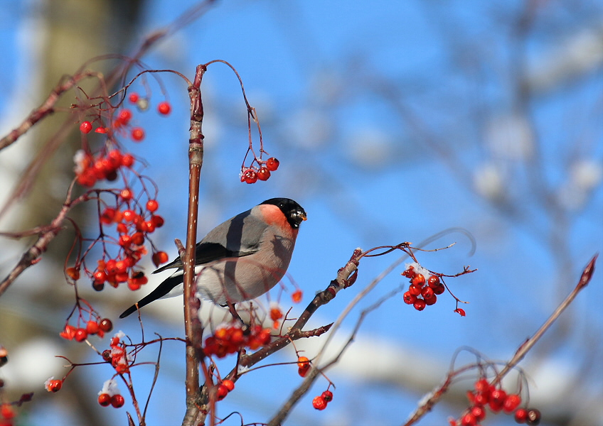 食欲旺盛・・アカウソ_c0113597_13235962.jpg