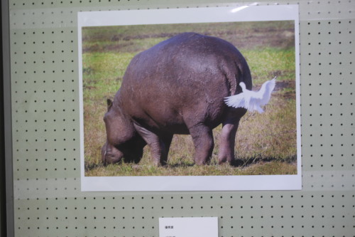 ユーモアフォトコンテスト 喜怒哀楽