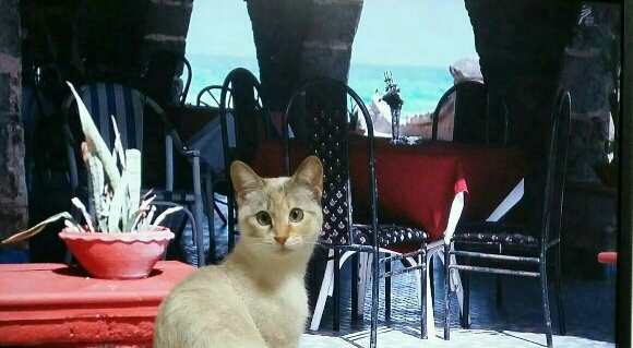皆既月食と欧州旅行猫_f0255704_23362800.jpg