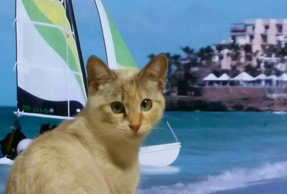 皆既月食と欧州旅行猫_f0255704_23362965.jpg