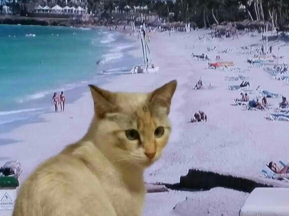 皆既月食と欧州旅行猫_f0255704_23363003.jpg