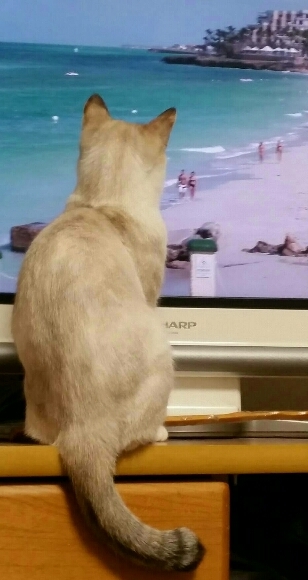 皆既月食と欧州旅行猫_f0255704_23363171.jpg