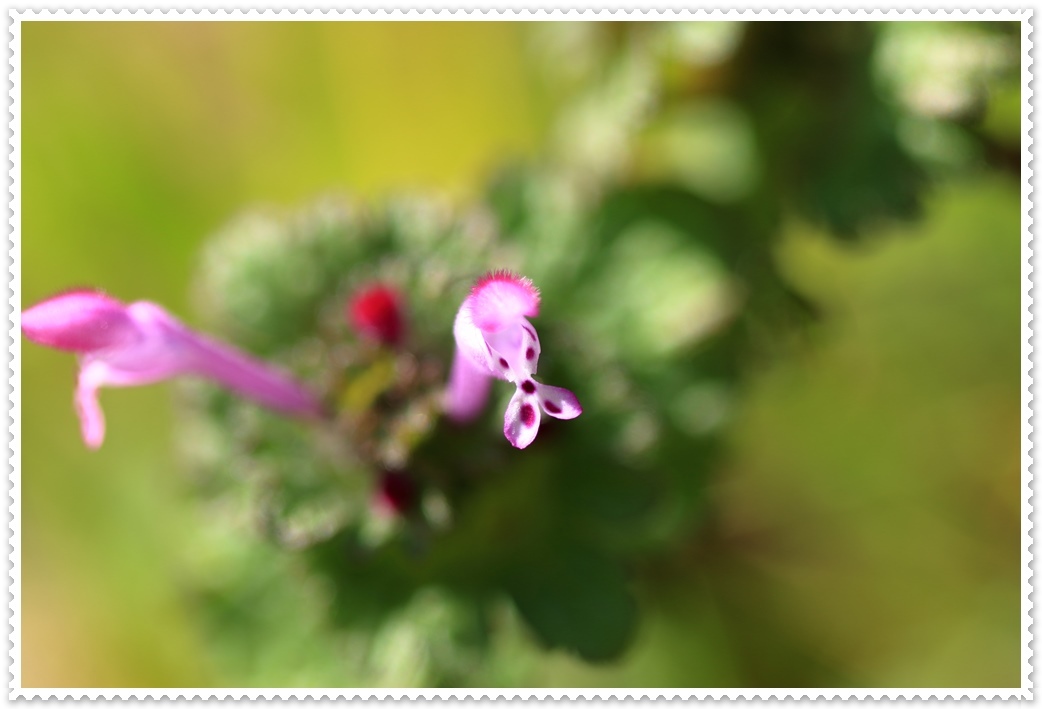 a0057905_16020601.jpg