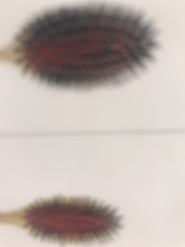 いいようのない恐れは現実のものに。。予想はしていたのかな？_d0088206_19402672.jpeg