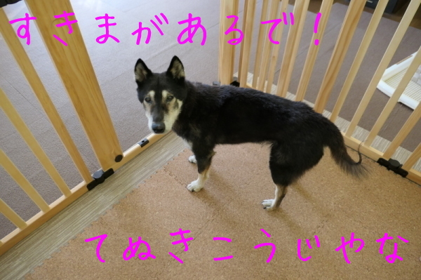f0369014_11191695.jpg