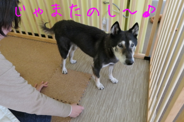 f0369014_11205112.jpg