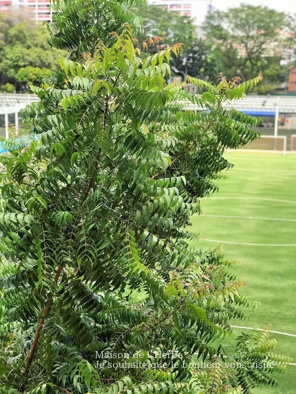 ニームの木 Maison De L Herbe 手作り石けんとハーブ アロマテラピー教室 シンガポールときどき横浜