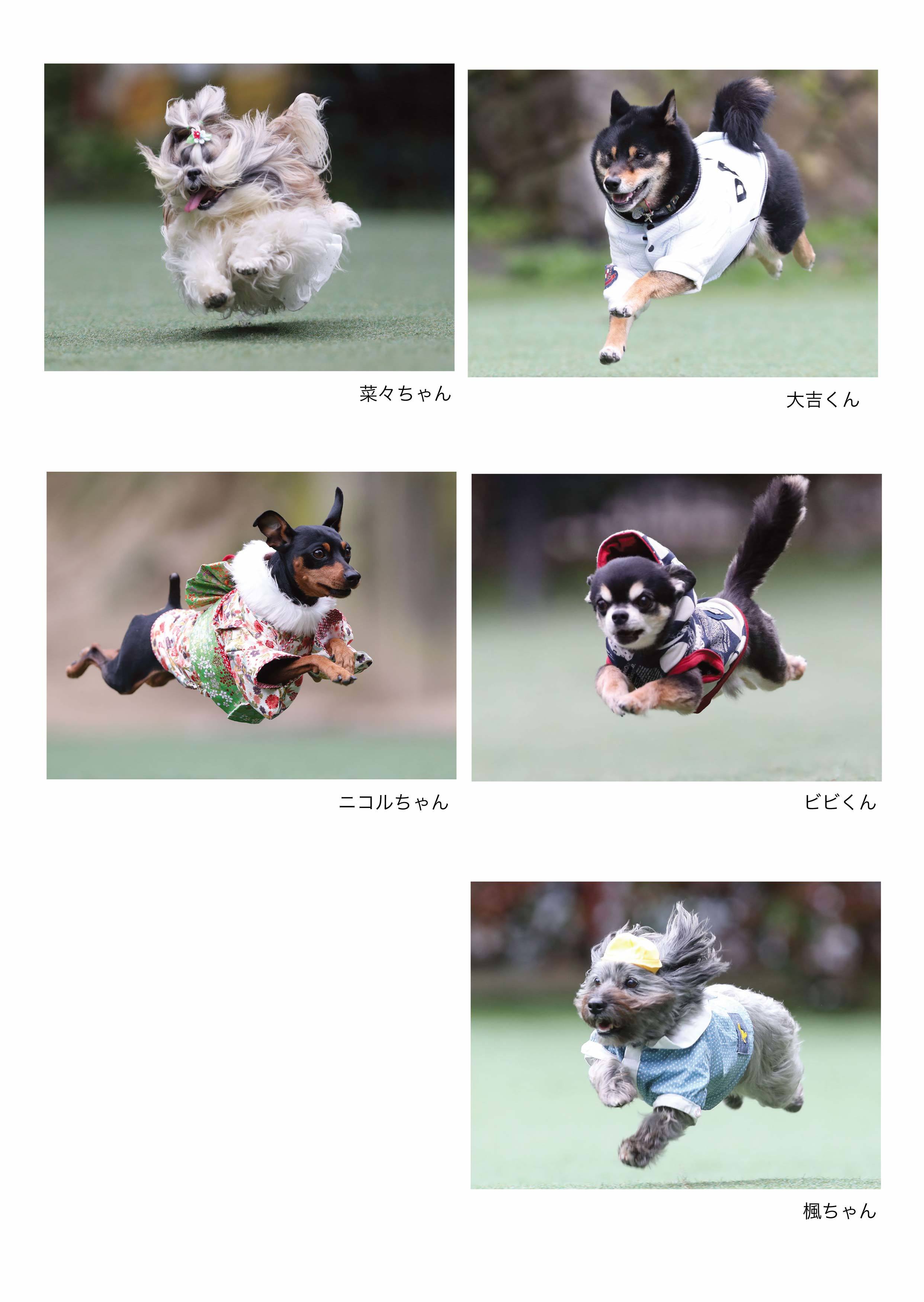飛行犬写真集vol 8 参加者確認用画像 飛行犬撮影所 Kobe 飛行犬写真集vol 8 参加者確認用画像 飛行犬撮影所 Kobe