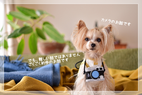 d0179828_10243036.png