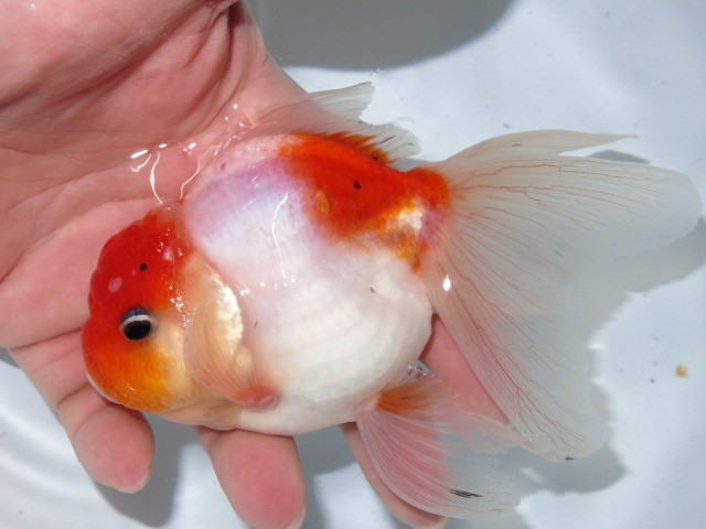 帰ってきた金魚ブログ フルタニ金魚倶楽部blog 帰ってきた金魚ブログ フルタニ金魚倶楽部blog