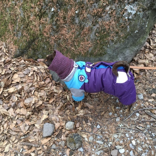 a0291132_17435897.jpeg