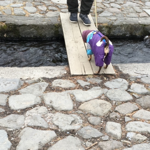 a0291132_17443497.jpeg