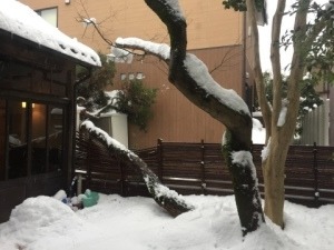 毎日、雪・雪・雪…_f0233340_14193987.jpg