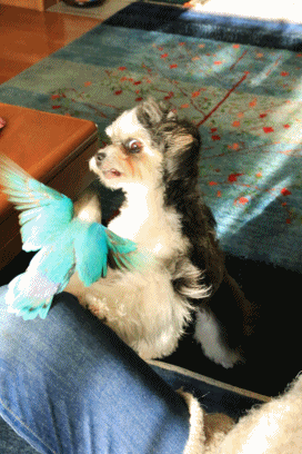 c0145250_11125652.gif