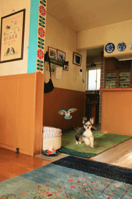 c0145250_11130635.gif