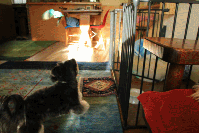 c0145250_11131687.gif