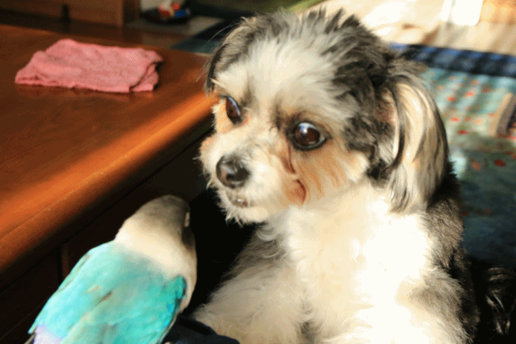 c0145250_11300692.gif