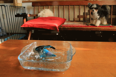 c0145250_16283049.gif