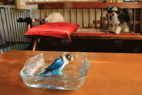 c0145250_16283998.gif