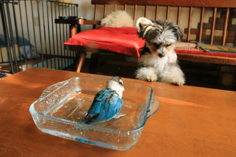 c0145250_16290246.gif