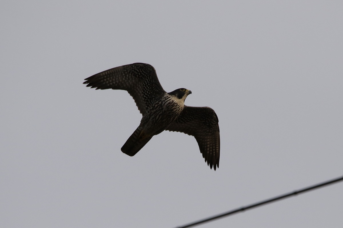 a0142459_20132783.jpg