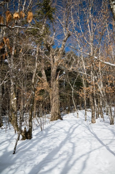 アリス、雪見に行こう！_c0260264_16405376.jpg