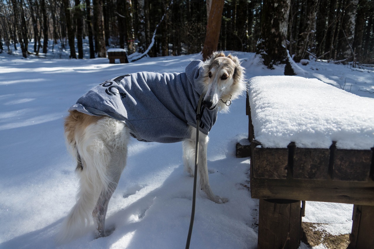 アリス、雪見に行こう！_c0260264_16471888.jpg