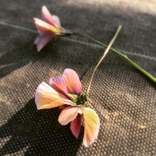 石川園芸さんと綾園芸さんとあけさん この植物をお買い２