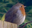 c0197980_07332071.png