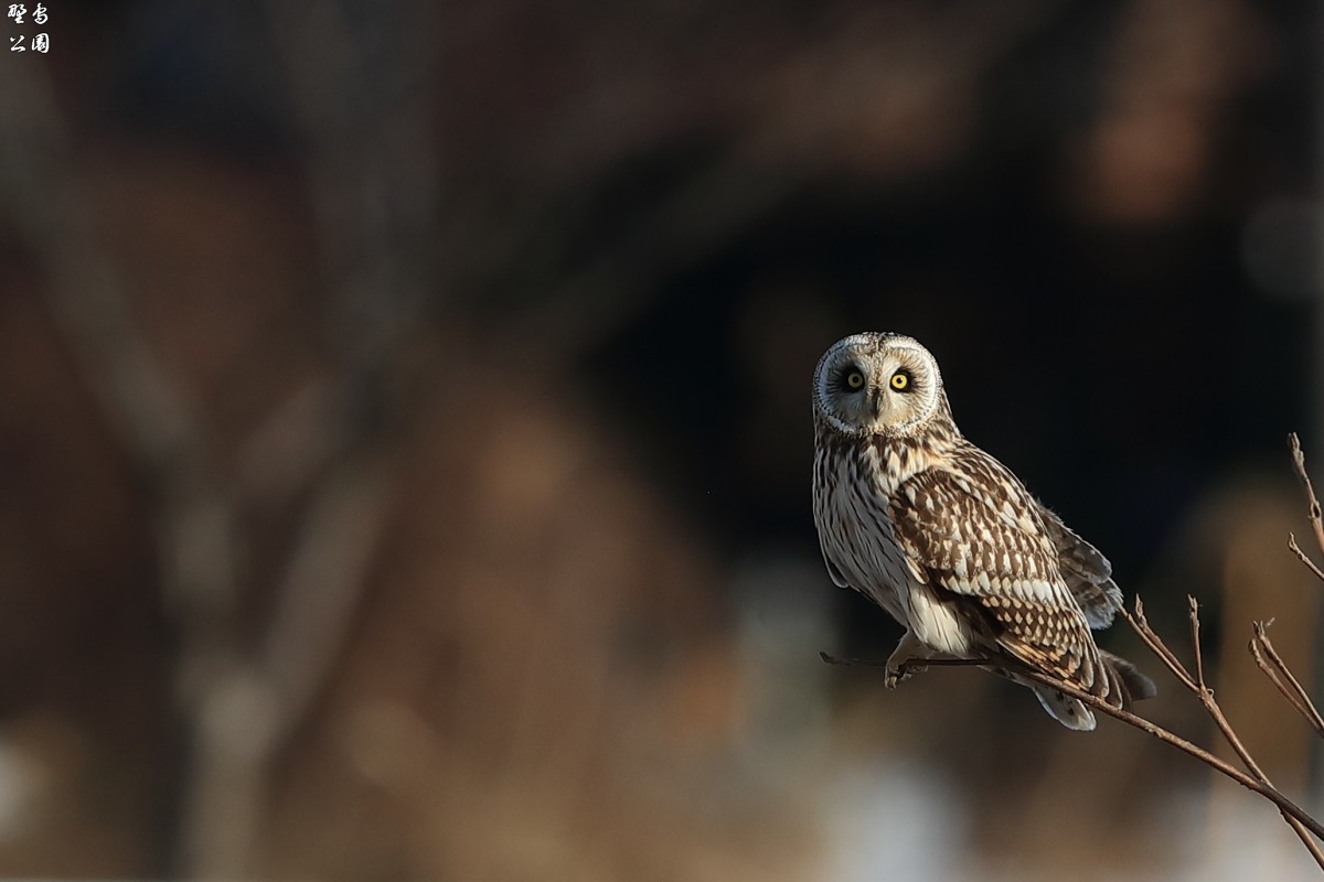 コミミズクの鳴き声 野鳥公園