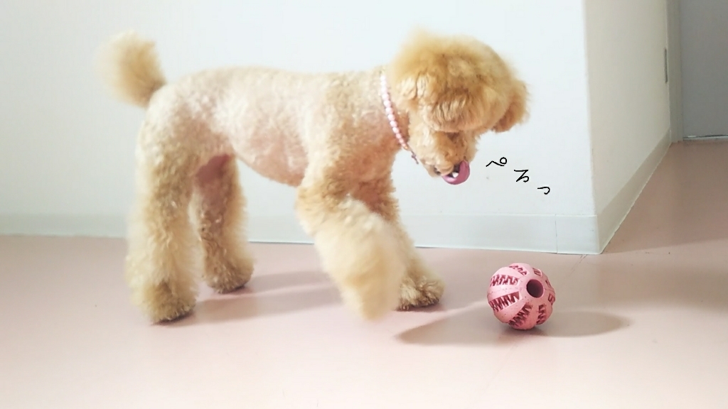 ♥️🐩プードルズ🐩♥️_f0357682_15015267.jpg