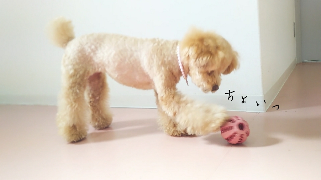 ♥️🐩プードルズ🐩♥️_f0357682_15015342.jpg
