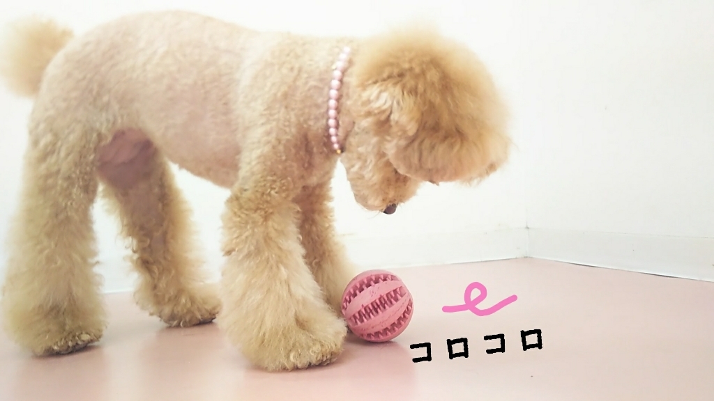 ♥️🐩プードルズ🐩♥️_f0357682_15015464.jpg